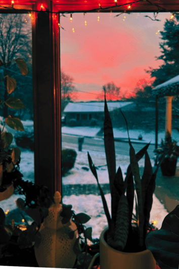 Plants in the foreground, a wintry sunset scene in the background.