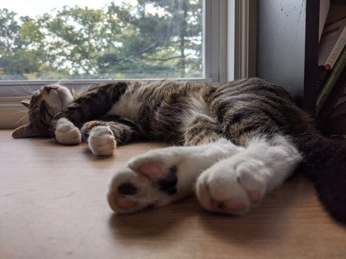 A cat sleeping near a window.